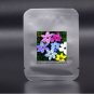 8 PCS Seeds Zephyranthes carinata White Red Yellow Pink Rain Lily Perennial Garden Flower
