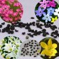 8 PCS Seeds Zephyranthes carinata White Red Yellow Pink Rain Lily Perennial Garden Flower
