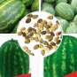 40 PCS Seeds Zhengzha No.5 Big Long Red Watermelon