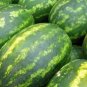 40 PCS Seeds Zhengzha No.5 Big Long Red Watermelon