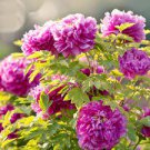 5 PCS Seeds Zicaihua' Purple Peony