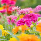 30 PCS Seeds Zinnia Angustifolia Rose Red White Youth-and-old-age Double Blooms Flower