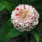 30 PCS Seeds Zinnia Angustifolia Rose Red White Youth-and-old-age Double Blooms Flower