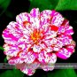 30 PCS Seeds Zinnia Angustifolia Rose Red White Youth-and-old-age Double Blooms Flower