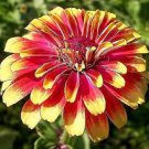 30 PCS Seeds Zinnia Angustifolia Yellow Red Stripe Annual Garden Flowers