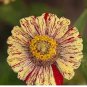 30 PCS Seeds Zinnia Angustifolia Yellow Red Stripe Annual Garden Flowers