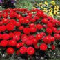 50 PCS Seeds Zinnia 'Dreamland Red' Fully-double Flower