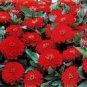 50 PCS Seeds Zinnia 'Dreamland Red' Fully-double Flower