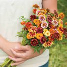 100 PCS Seeds Zinnia Haageana Jazzy Mixed Flower 100 PCS Seeds Zinnia Haageana Jazzy Mixed Flower