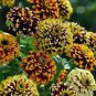 100 PCS Seeds Zinnia Haageana Jazzy Mixed Flower