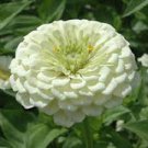 50 PCS Seeds Zinnia Youth-and-Old-Age White Flower