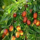 20 PCS Seeds Ziziphus Jujube Seeds Chinese Date Hardy Plant 20 PCS Seeds Ziziphus Jujube Seeds Chinese Date Hardy Plant