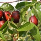 20 PCS Seeds Ziziphus mauritiana Fruit Tree Seeds Chinese Red Date Jujube