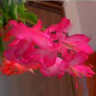 100 PCS Seeds Zygocactus Truncatus Bonsai