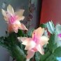 200 PCS Seeds Zygocactus Truncatus Plants Rare Schlumbergera Plants