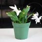 200 PCS Seeds Zygocactus Truncatus Plants Rare Schlumbergera Plants