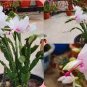200 PCS Seeds Zygocactus Truncatus Plants Rare Schlumbergera Plants