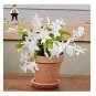 200 PCS Seeds Zygocactus Truncatus Plants Rare Schlumbergera Plants