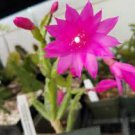 200 PCS Seeds Zygocactus Truncatus Plants Rare Schlumbergera Plants Orchid Bonsai Plants