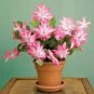 200 PCS Seeds Zygocactus Truncatus Plants Rare Schlumbergera Plants Orchid Bonsai Plants