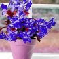 200 PCS Seeds Zygocactus Truncatus Plants Rare Schlumbergera Plants Orchid Bonsai Plants