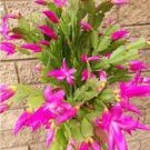 200 PCS Seeds Zygocactus Truncatus Plants Seeds Light Water Pink Flowers