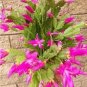 200 PCS Seeds Zygocactus Truncatus Plants Seeds Light Water Pink Flowers