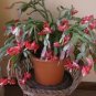 200 PCS Seeds Zygocactus Truncatus Plants Seeds Light Water Pink Flowers