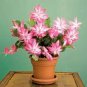 200 PCS Seeds Zygocactus Truncatus Plants Seeds Light Water Pink Flowers
