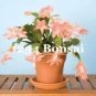 200 PCS Seeds Zygocactus Truncatus Plants Seeds Light Water Pink Flowers