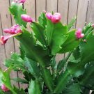 200 PCS Seeds Zygocactus Trunchid Boncatus Plants Rare Schlumbergera Plants Orsai Plants 200 PCS Seeds Zygocactus Trunchid Boncatus Plants Rare Schlumbergera Plants Orsai Plants