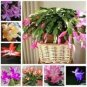 200 PCS Seeds Zygocactus Trunchid Boncatus Plants Rare Schlumbergera Plants Orsai Plants
