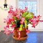 200 PCS Seeds Zygocactus Trunchid Boncatus Plants Rare Schlumbergera Plants Orsai Plants