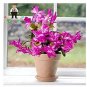 200 PCS Seeds Zygocactus Trunchid Boncatus Plants Rare Schlumbergera Plants Orsai Plants