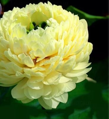 1 PCS Seeds 'Bai Rou Bear' Light Golden Big Blooms Double Lotus