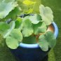 1 PCS Seeds 'Bai Rou Bear' Light Golden Big Blooms Double Lotus