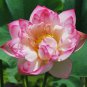1 PCS Seeds 'Bathing Beauty' Pink Lotus Flower Water Lily Flower Aquatic Plants
