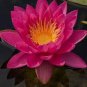 1 PCS Seeds 'Bathing Beauty' Pink Lotus Flower Water Lily Flower Aquatic Plants