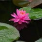 1 PCS Seeds 'Bathing Beauty' Pink Lotus Flower Water Lily Flower Aquatic Plants