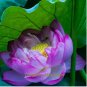 1 PCS Seeds 'Bathing Beauty' Pink Lotus Flower Water Lily Flower Aquatic Plants