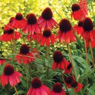 100 PCS Seeds 'Big Sky' Fire Red Echinacea Coneflower 100 PCS Seeds 'Big Sky' Fire Red Echinacea Coneflower
