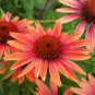 100 PCS Seeds 'Big Sky' Fire Red Echinacea Coneflower