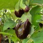 100 PCS Seeds 'Black Beauty' Black Eggplant Vegetable