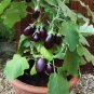 100 PCS Seeds 'Black Beauty' Black Eggplant Vegetable