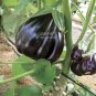 100 PCS Seeds 'Black Beauty' Black Eggplant Vegetable