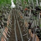 500 PCS Seeds 'Black Onyx' Tomato Professional 500 PCS Seeds 'Black Onyx' Tomato Professional