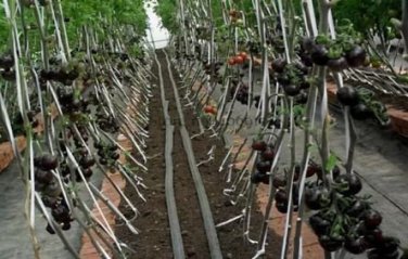 500 PCS Seeds 'Black Onyx' Tomato Professional