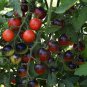 500 PCS Seeds 'Black Onyx' Tomato Professional
