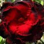 2 PCS Seeds 'Black Peacock' Adenium Desert Rose