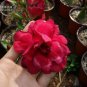2 PCS Seeds 'Black Peacock' Adenium Desert Rose